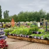 Newbridge Nurseries garden centre's hardy plant display area
