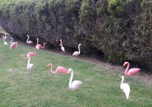 Bexhill Lions Club arranged a breathtaking birthday surprise of 31 Flamingos in a readers' garden SUS-210907-084550001