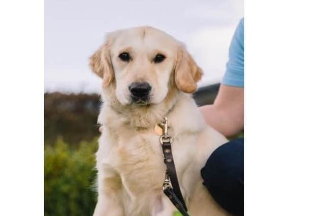 A guide dog puppy. Photo from Guide Dogs for the Blind Association. SUS-211207-143449001