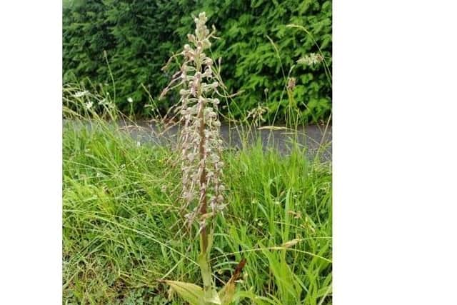 A rare Lizard Orchid in Lewes SUS-211207-172001001