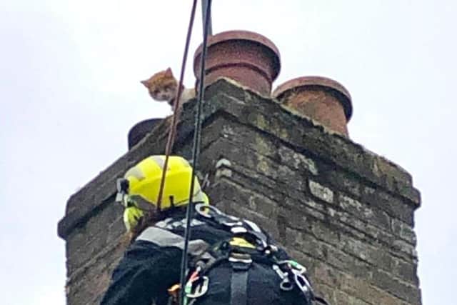 Stanley the cat was rescued from a roof in East Grinstead by West Sussex Fire & Rescue Service on Monday. Picture: WSFRS.
