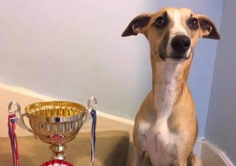 Boris the whippet won best in show