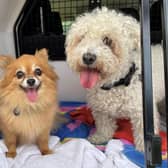 Phoebe, an 11-year-old Pomeranian, and Miss Lilly, a 12-year-old Bichon Frise, need a home together where they can be 'ladies of leisure'