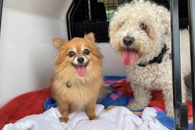 Phoebe, an 11-year-old Pomeranian, and Miss Lilly, a 12-year-old Bichon Frise, need a home together where they can be 'ladies of leisure'