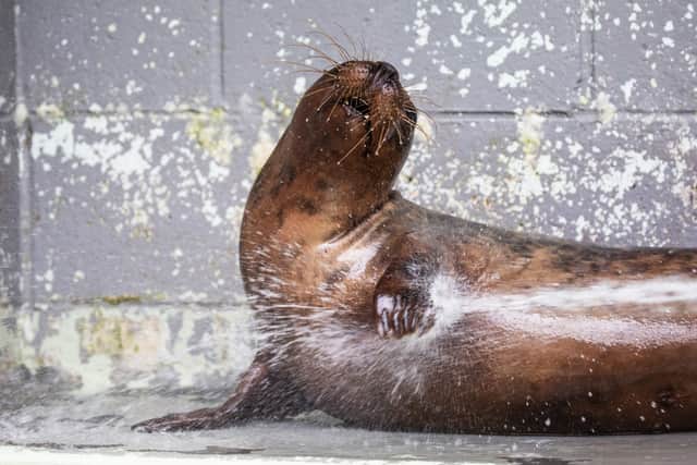 Seal Jupiter is at the RSPCA Mallydams Wood Wildlife Centre, in Hastings, East Sussex