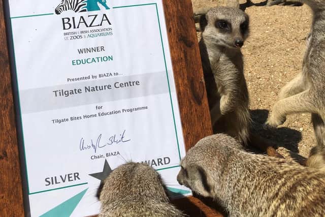 Meerkats at Tilgate Nature Centre celebrate the award