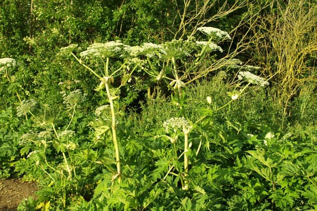 Giant Hogweed can grow up to five metres high