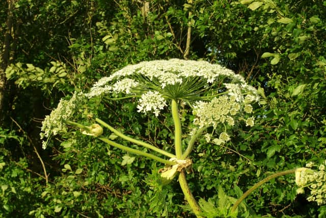 Giant Hogweed has become known as Britain's most dangerous plant