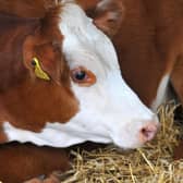 Basil, a five week old Jersey Bull calf, arrived from a local dairy farm, and is now being hand-reared.  Picture: Steve Robards