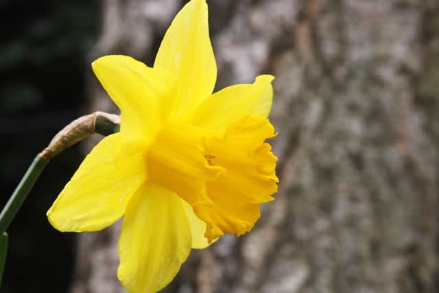 While unlikely to be a problem outside of spring, daffodils can cause vomiting, diarrhea and abdominal pain if eaten by pets