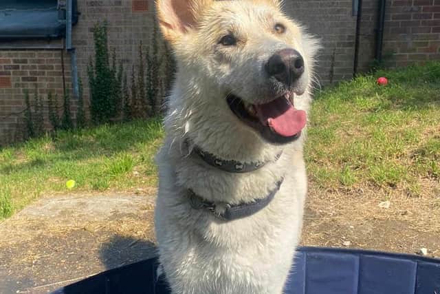 Brighton RSPCA is appealing for a forever home for their longest stay dog, Copper