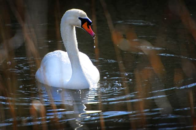A swan at Southwater Country Park