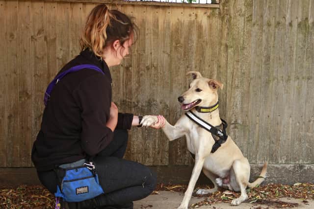 Dom is a spirited two-year-old lurcher that can become overwhelmed by the world around him