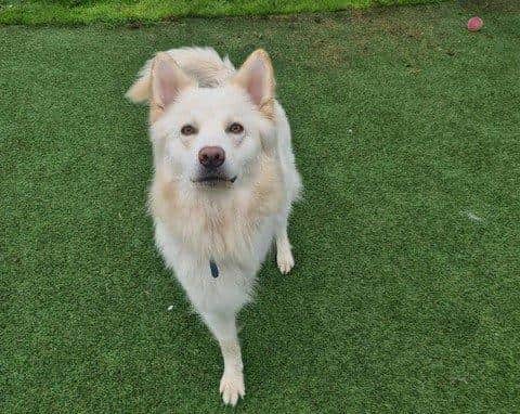 Kane, a three-legged white German shepherd that is struggling with kennel life and needs a forever home