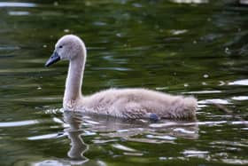 A cygnet was shot dead at Southwater Country Park and another injured