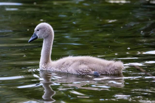 A cygnet was shot dead at Southwater Country Park and another injured