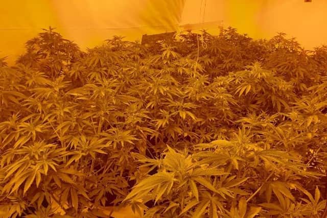 Police said they found almost 60 cannabis plants during the drugs raid in Hastings. Picture from Sussex Police SUS-210308-162029001