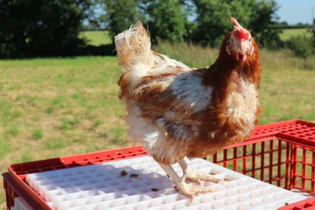 Hen heroes are urgently needed to help save flocks from slaughter