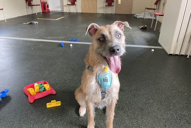 Tula is a highly-active young lurcher and Dogs Trust Shoreham says the ideal match would be a family who can match her energy levels