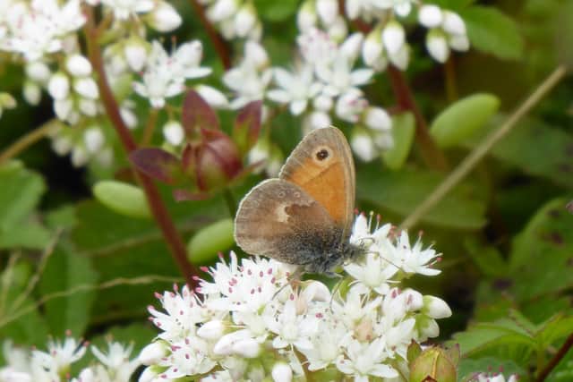 Butterfly at Ocklynge Cemetery. Photo from Eastbourne Borough Council. SUS-211008-110927001