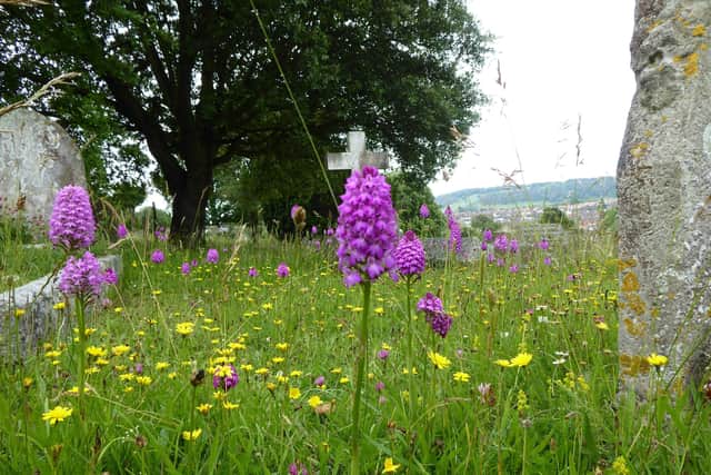 Wildflowers at Ocklynge Cemetery. Photo from Eastbourne Borough Council. SUS-211008-110907001