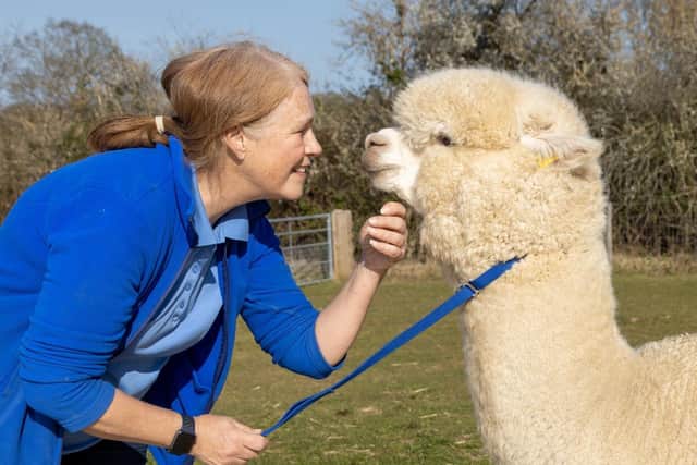 ‘Absolutely heartbreaking’: Sussex alpaca breeder reacts to Geronimo ...