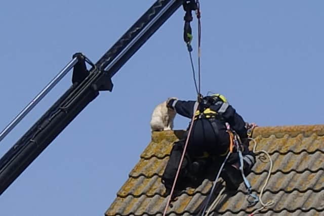 Firefighters rescued a cat from a rooftop in Aldwick Road, Bognor Regis. Photo by Mike Iomas.