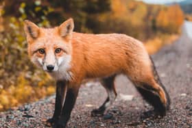 The Littlehampton Academy defend its decision to 'destroy' four foxes. Photo by Erik Mclean on Unsplash