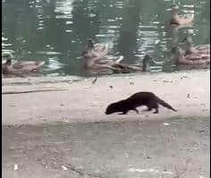 Mink spotted close to ducks at the pond in Horsham Park. Photo: Dan Phillips