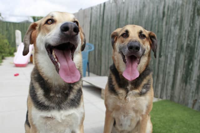 Brothers Buster and Max need a home together with adopters who can manage their size and strength