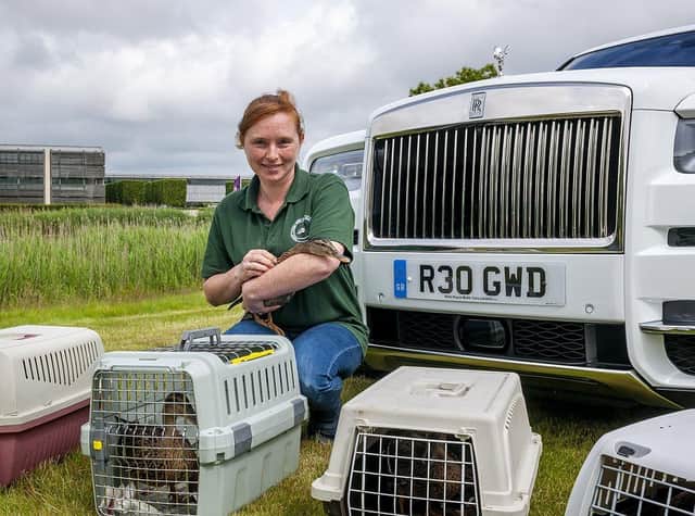 The ducks were released into their new home in the grounds of Rolls-Royce at Goodwood SUS-210817-121153001