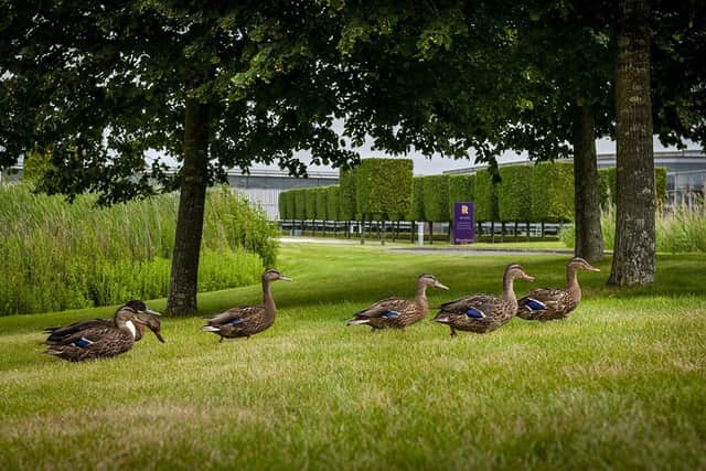 The ducks were released into their new home in the grounds of Rolls-Royce at Goodwood SUS-210817-121203001
