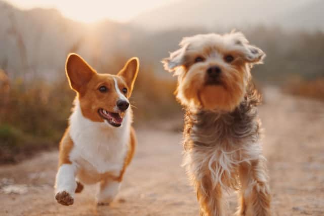 Dog owners are being offered advice to keep their pets healthy and active during the 'pingdemic'