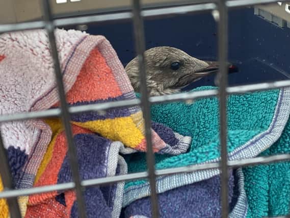 The rescued gull. Picture from John Bownas SUS-210818-103741001
