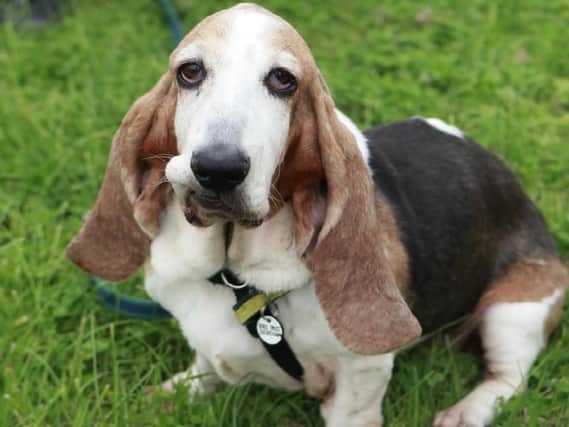 Roxy a 10-year-old Bassett Hound and her best pal Daffodil, a six-year-old Bassett cross, are the most adorable pair of pooches looking for their forever home together.