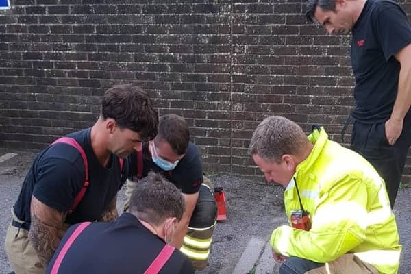 WRAS animal rescue teams and fire fighters rescue young hedgehog from a drain in Seaford