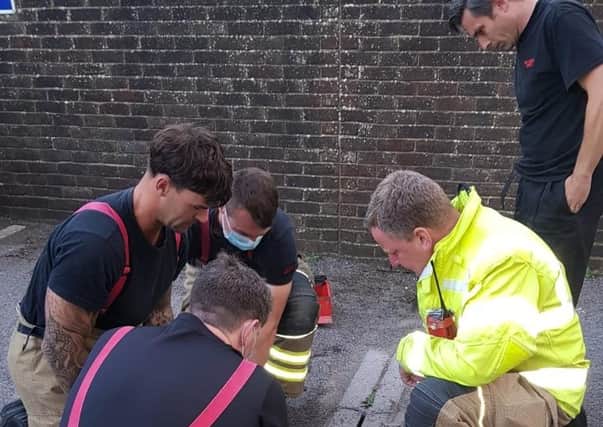 WRAS animal rescue teams and fire fighters rescue young hedgehog from a drain in Seaford