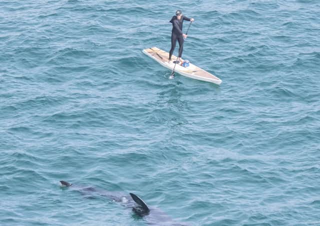 Basking shark and paddle boarder SUS-210824-095316001