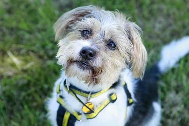 Charlie is a small, friendly, seven-year-old terrier cross with a huge personality