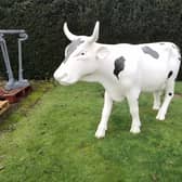 Tim Wonnacott auctioned a 'cow'