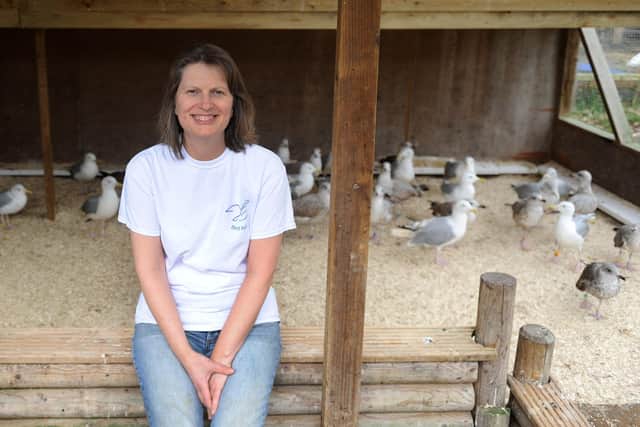 Julia Gould who runs Bird Aid Seagull Sanctuary in Hailsham  (Photo by Jon Rigby) SUS-170222-020755008