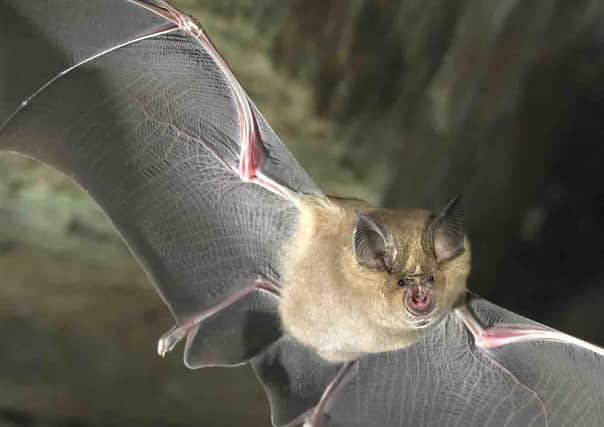 Greater horseshoe bat (Credit: Frank Greenaway) SUS-210209-171923001