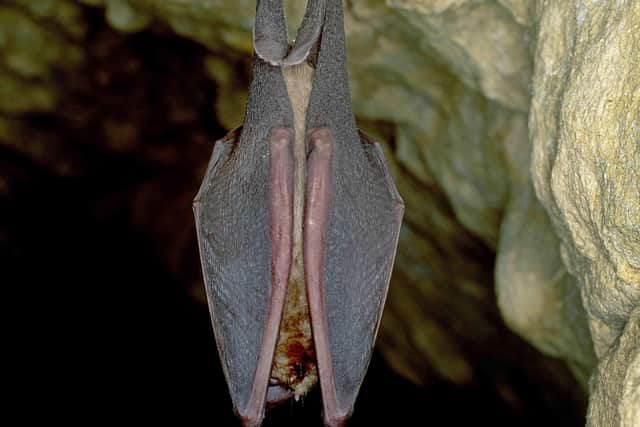 Greater horseshoe bat (Credit: Frank Greenaway) SUS-210209-171933001