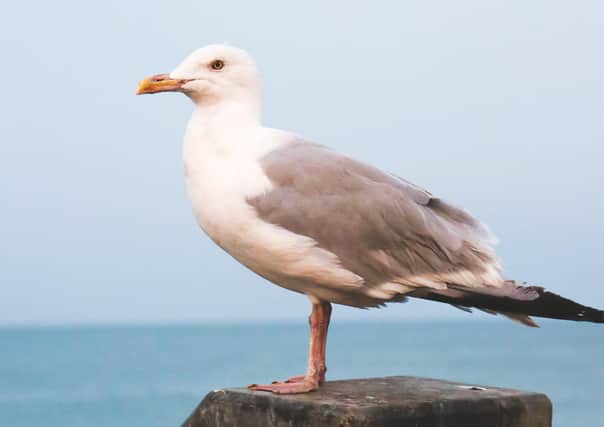 Adur and Worthing residents have been asked to stop feeding seagulls. Picture: Adur & Worthing Councils
