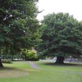 The elm trees in Preston Park are thought to have been planted 400 years ago