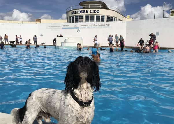 Dogs making the most of Saltdean Lido