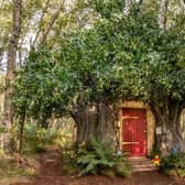 The Pooh-inspired house is in the trees in Ashdown Forest, East Sussex