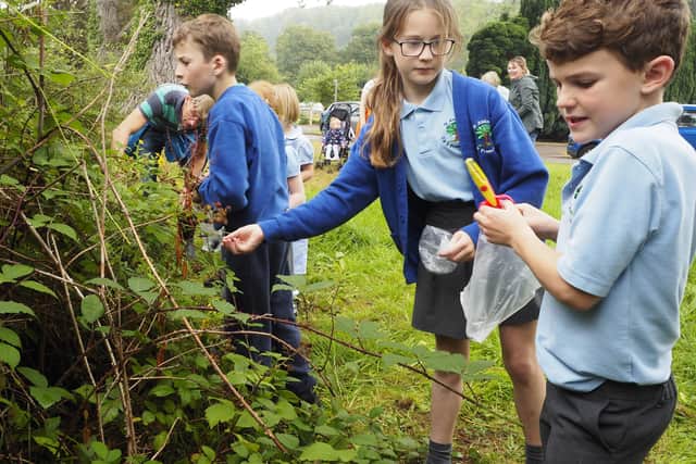 Children from St Andrew's School Nuthurst picked blackberries to make their own school gin