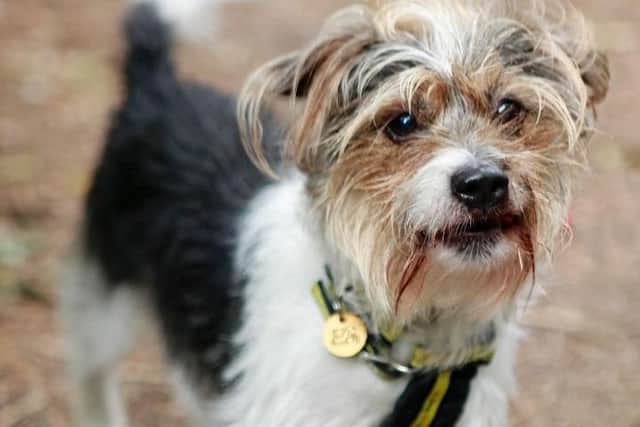 The survey could help dogs like Charlie currently waiting to be adopted at the Dogs Trust Rehoming Centre in Shoreham