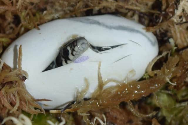 Rescuers helped baby grass snakes hatch after their mother died